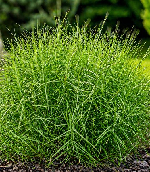 Carex muskingumensis 'Little Midge'